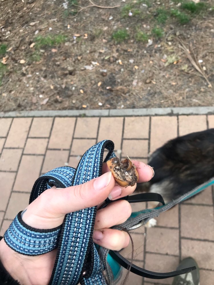 Giftköder-Wurststück-Profilbild