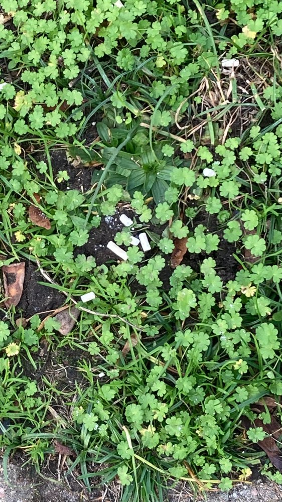 Giftköder-Weiße Pellets im Gras am Wegesrand-Profilbild