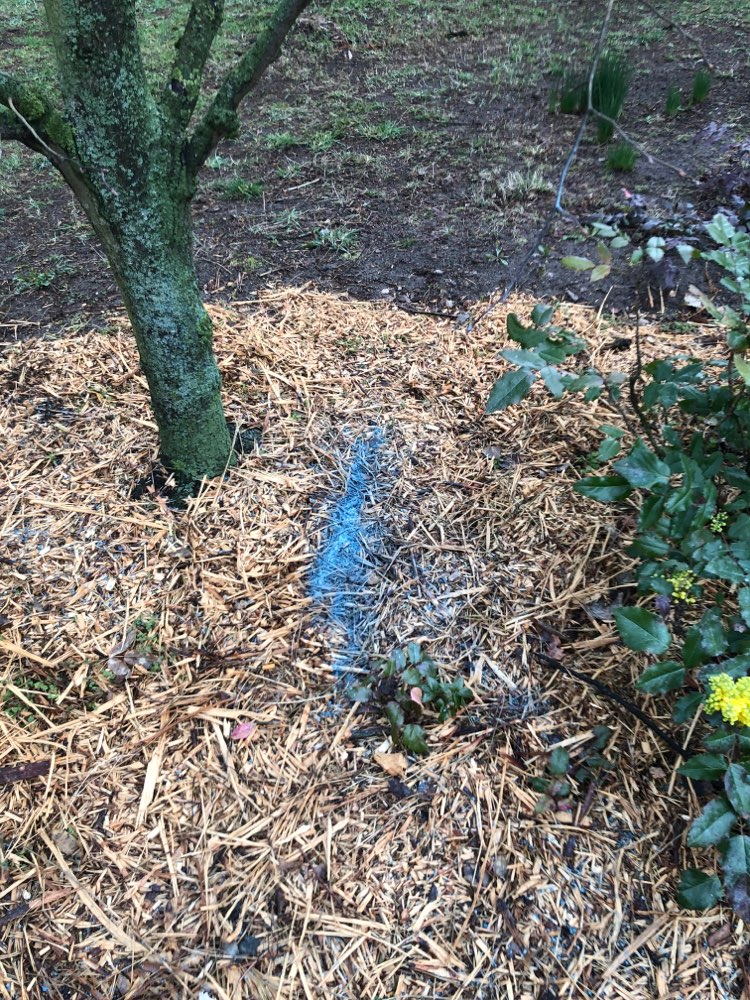 Giftköder-Blaukorn am Wegrand-Profilbild