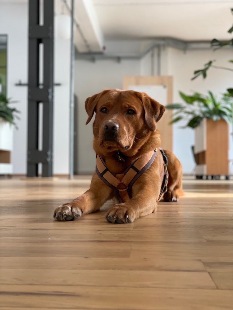 Hundetreffen-Spielen, Trainieren, Wandern 🐶-Profilbild