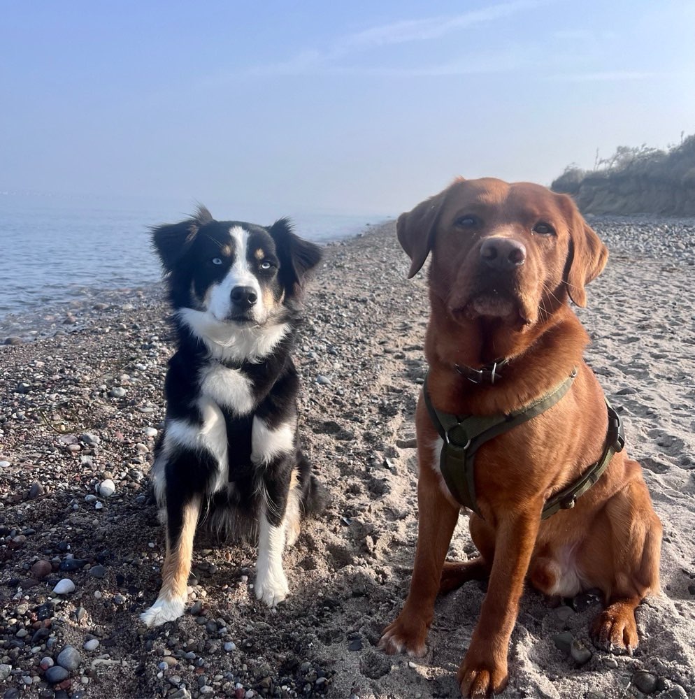 Hundetreffen-Spielen, Trainieren, Wandern 🐶-Profilbild