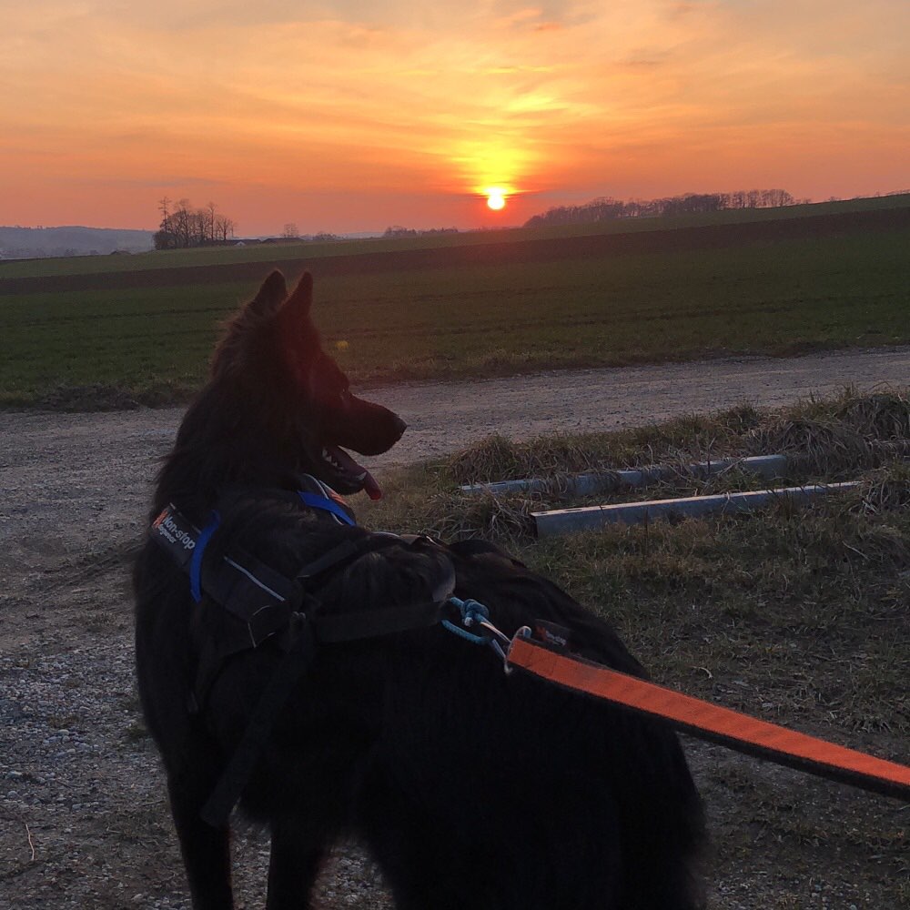 Hundetreffen-Lauf-/Canicrosstreff 🏃🏼‍♀️-Profilbild