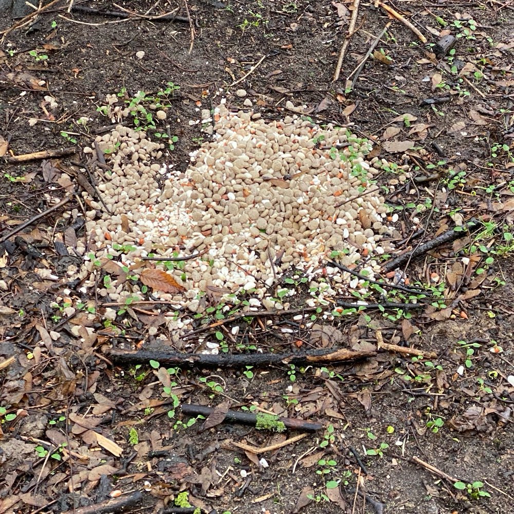 Giftköder-Möglicher Giftköder-Profilbild