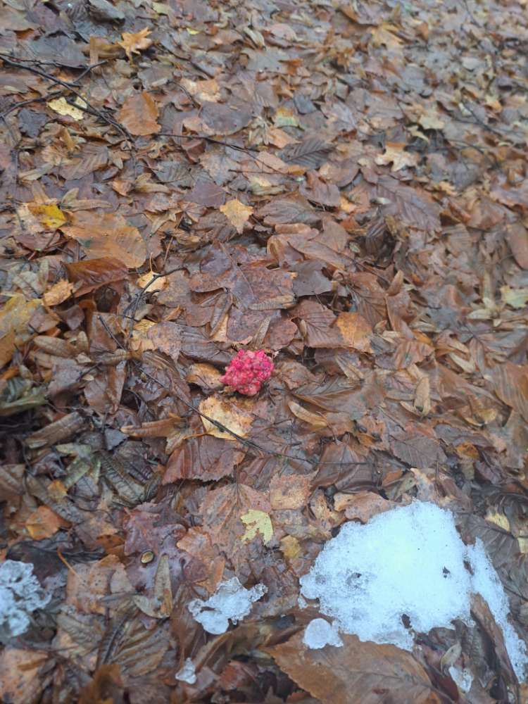 Giftköder-Wieder Giftköder!!!-Profilbild