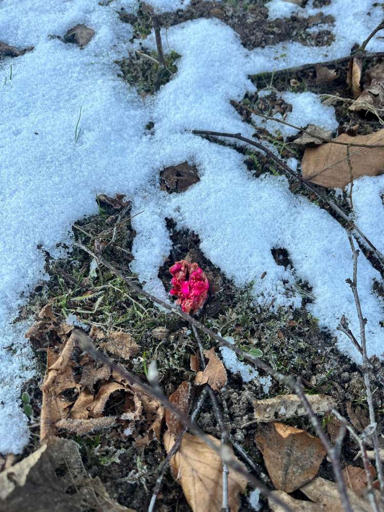 Giftköder-Wieder Giftköderfunde-Profilbild