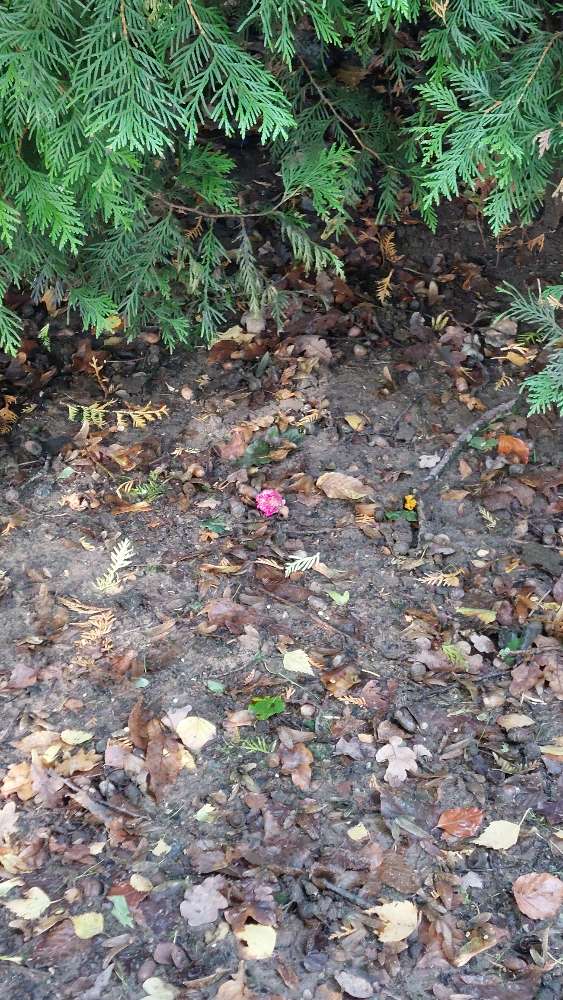 Giftköder-Rattengiftköder-Profilbild