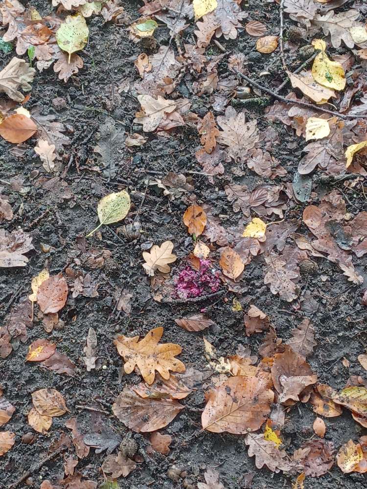 Giftköder-Giftköderfund Rattengift-Profilbild