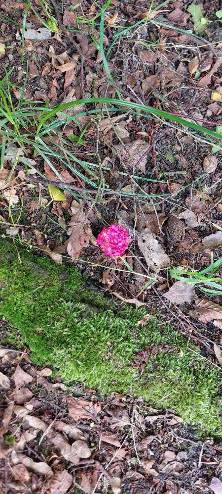 Giftköder-Giftköder gefunden-Profilbild
