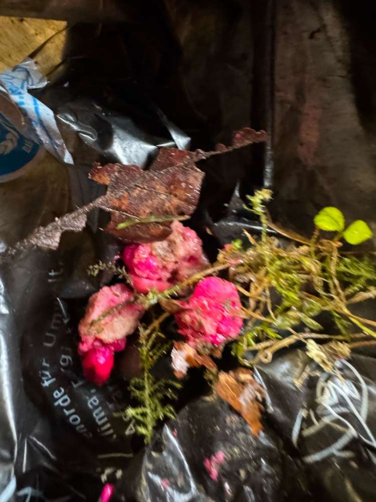 Giftköder-Reste eines Giftköders-Profilbild