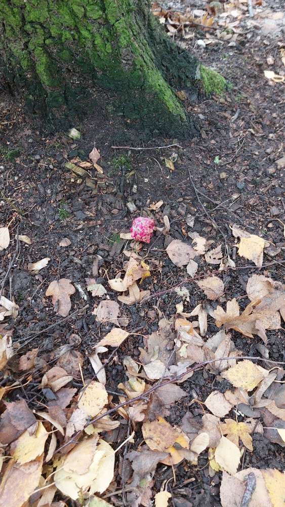 Giftköder-Wieder Giftköderfund-Profilbild