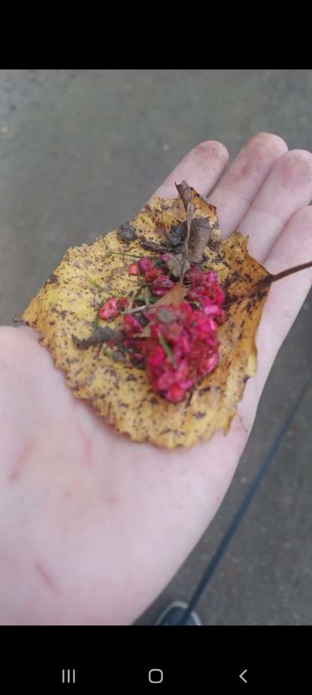 Giftköder-Giftköder-Profilbild