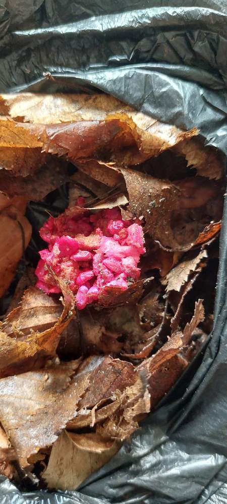 Giftköder-Giftköder-Fund-Profilbild