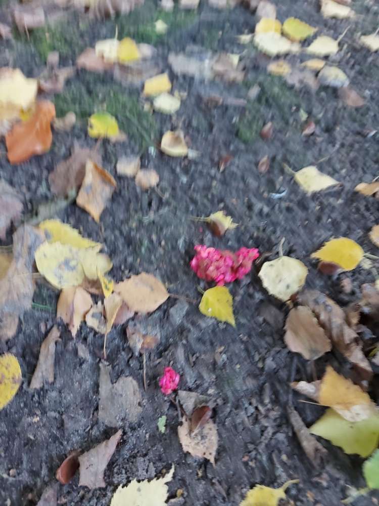 Giftköder-Erneuter Giftköder!!-Profilbild