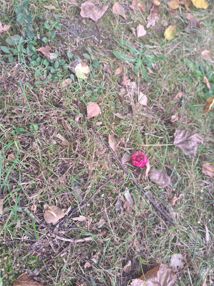 Giftköder-Neuer Giftköderfund-Profilbild