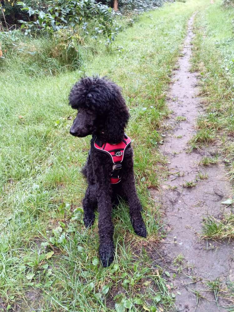 Hundetreffen-Respektvolle Hundetreffen, gemeinsamer Freilauf-Profilbild