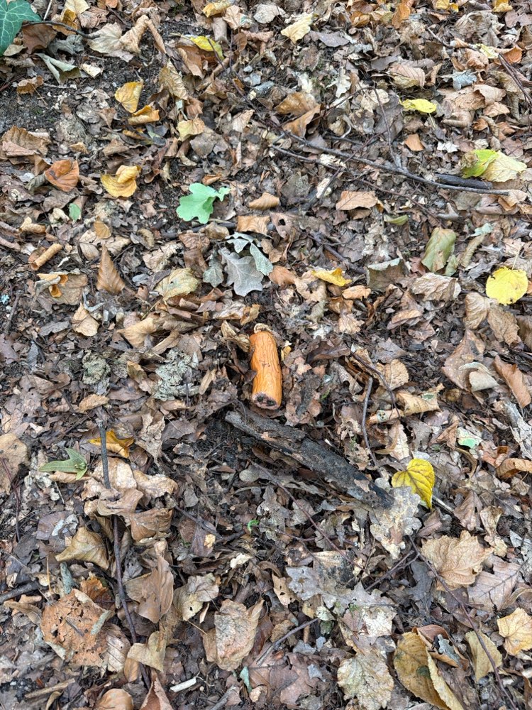 Giftköder-Wurst Reste - möglicher Giftköder-Profilbild