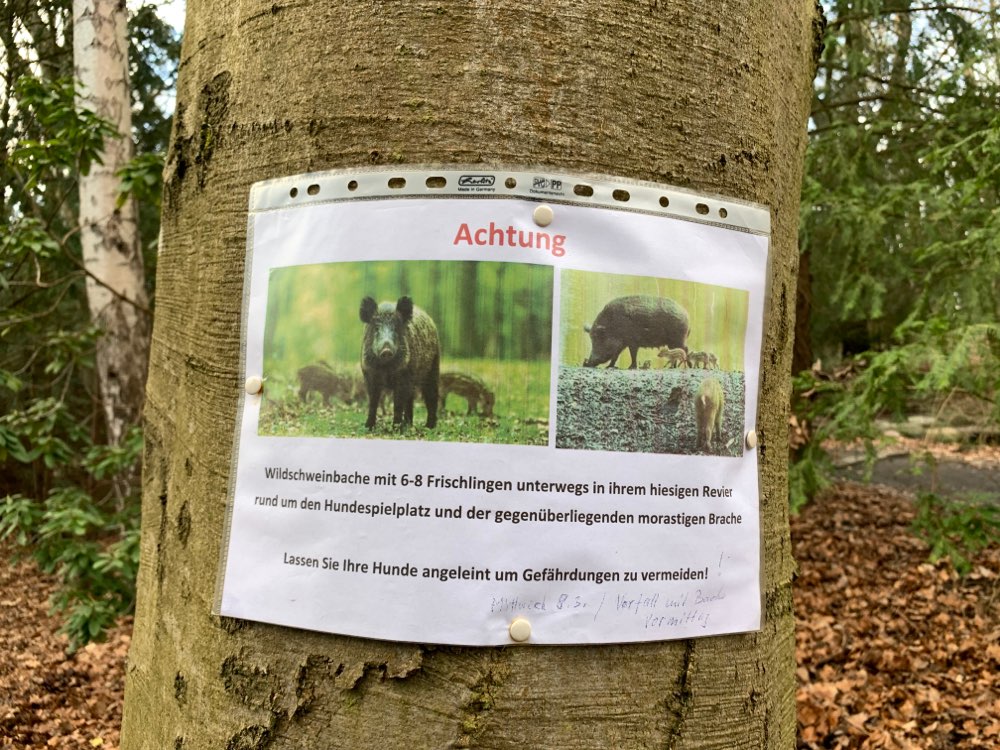 Giftköder-Bache mit Frischlingen-Profilbild