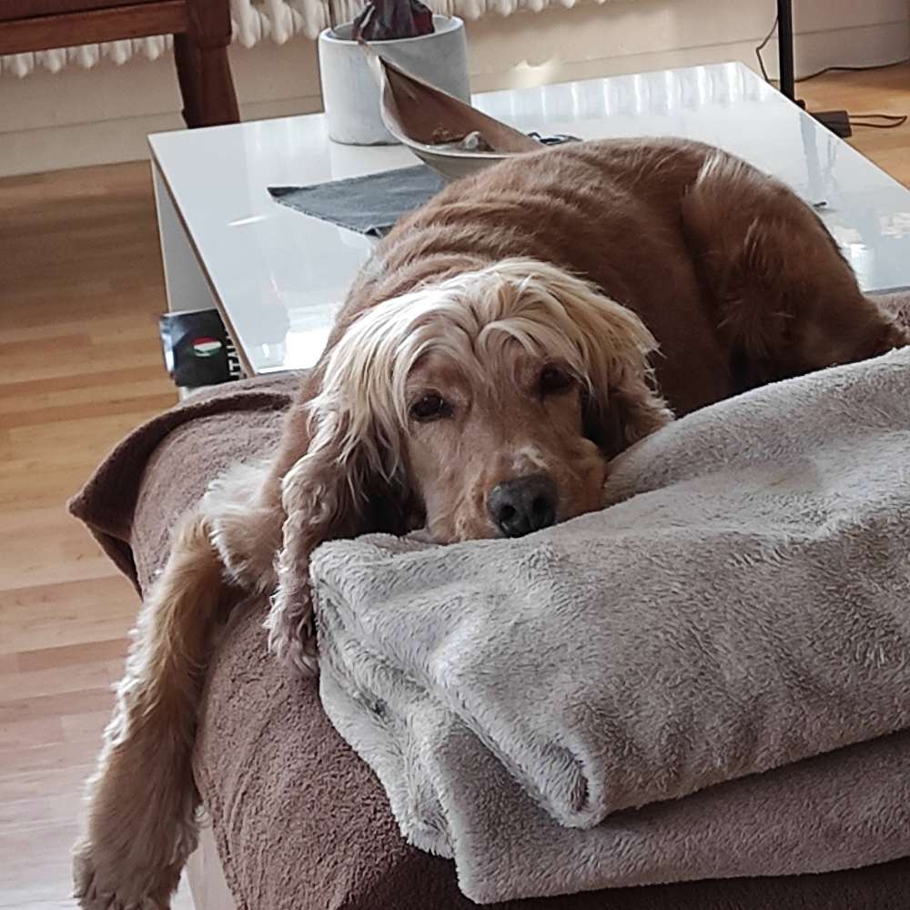 Hundetreffen-Sparzieren-Profilbild