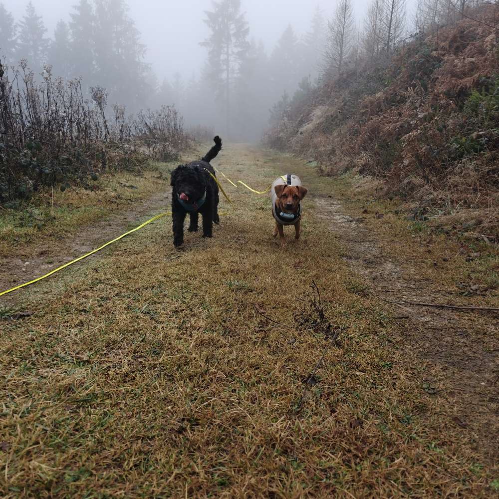 Hundetreffen-Spielen, Toben und Trainieren im Wienburgpark-Profilbild