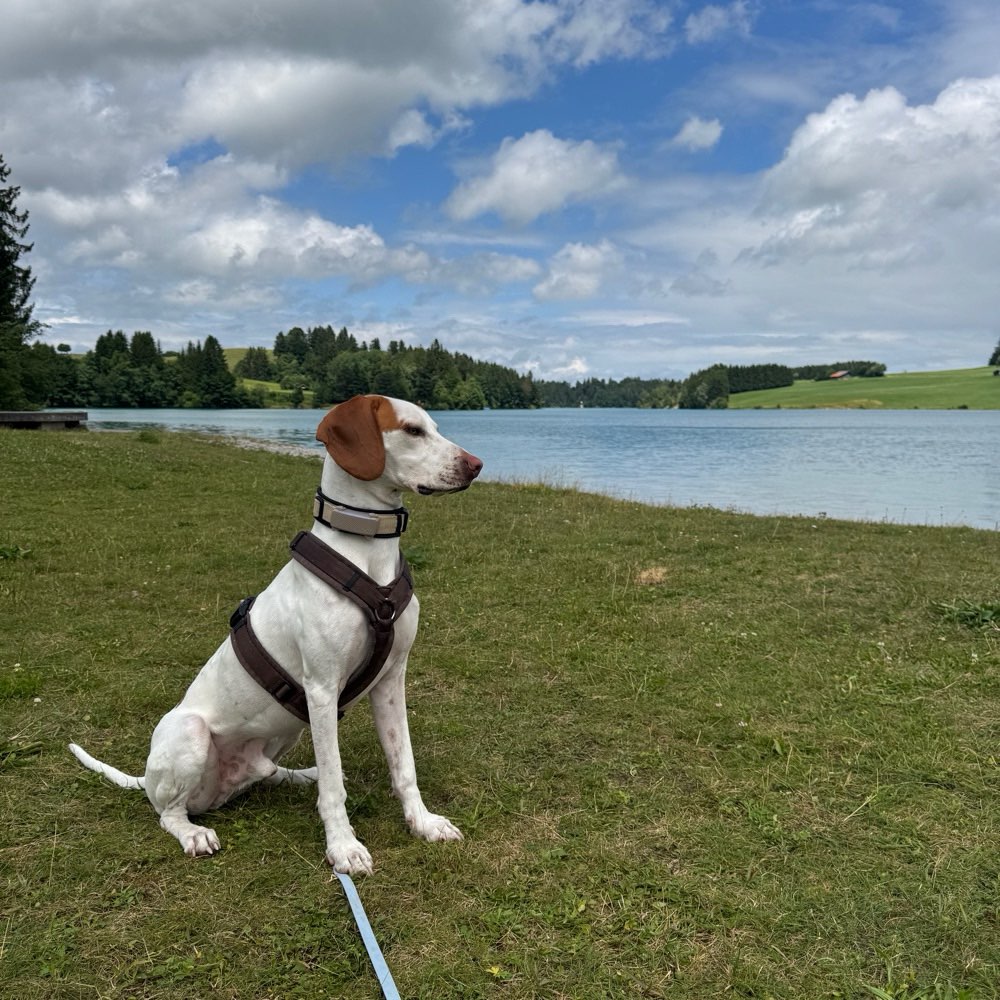 Hundetreffen-Gemeinsame Gassirunde-Profilbild
