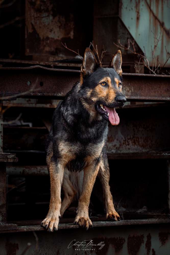 Hundetreffen-Trainingspartner gesucht-Profilbild