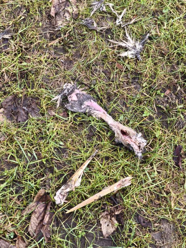 Giftköder-Tierische Überreste-Profilbild