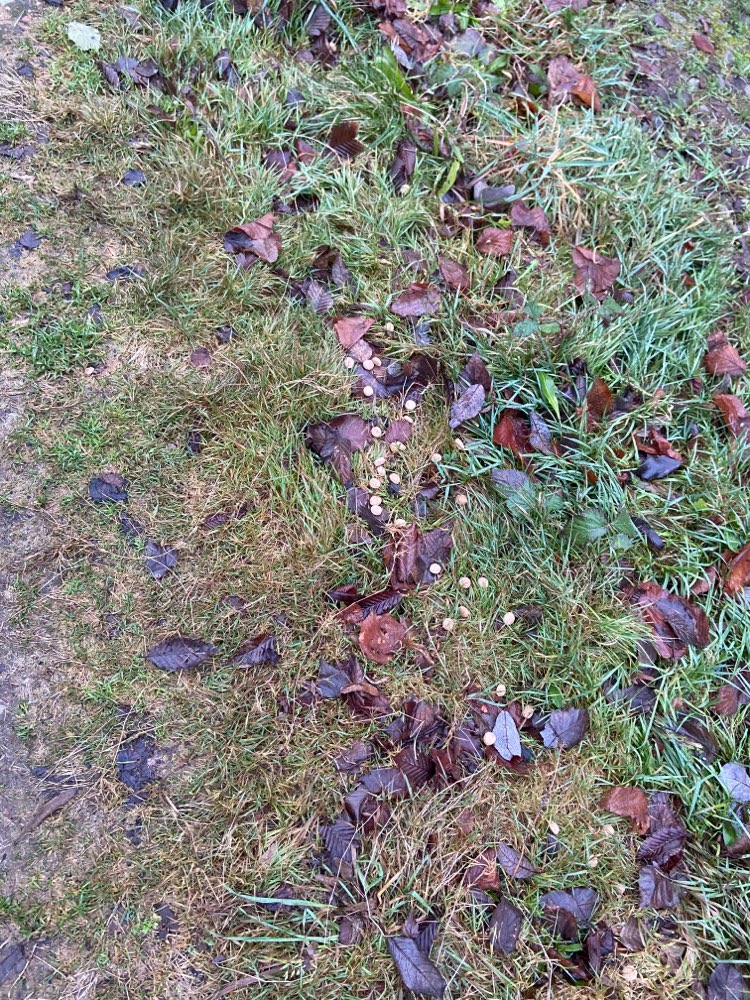 Giftköder-Verstreutes Hundefutter-Profilbild