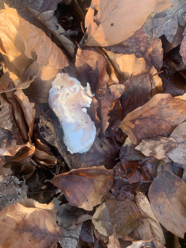 Giftköder-Möglicher Giftköder !-Profilbild