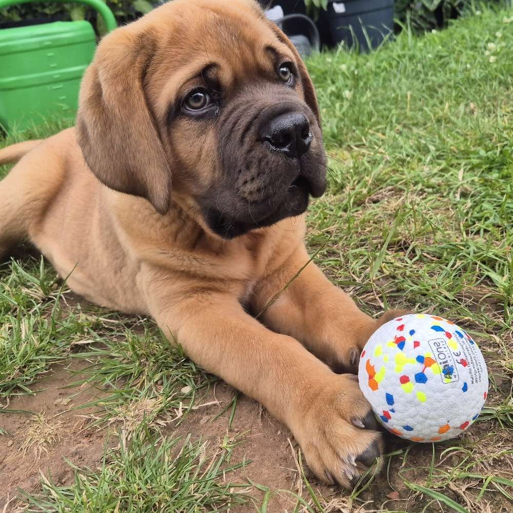 Hundetreffen-Welpentreff-Profilbild