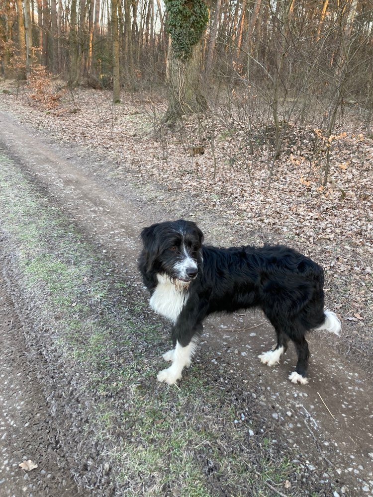 Hundetreffen-Welpentreffen-Profilbild