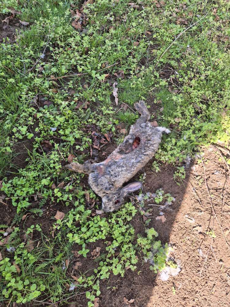 Giftköder-Totes Kaninchen hinter Häuschen-Profilbild