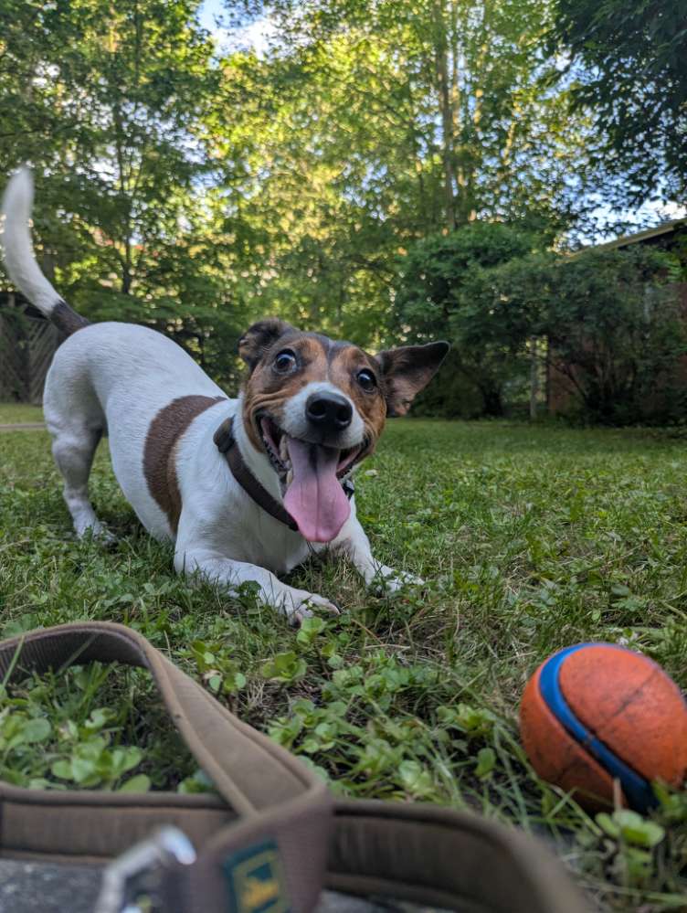 Hundetreffen-Hundefreunde für Monte gesucht-Profilbild