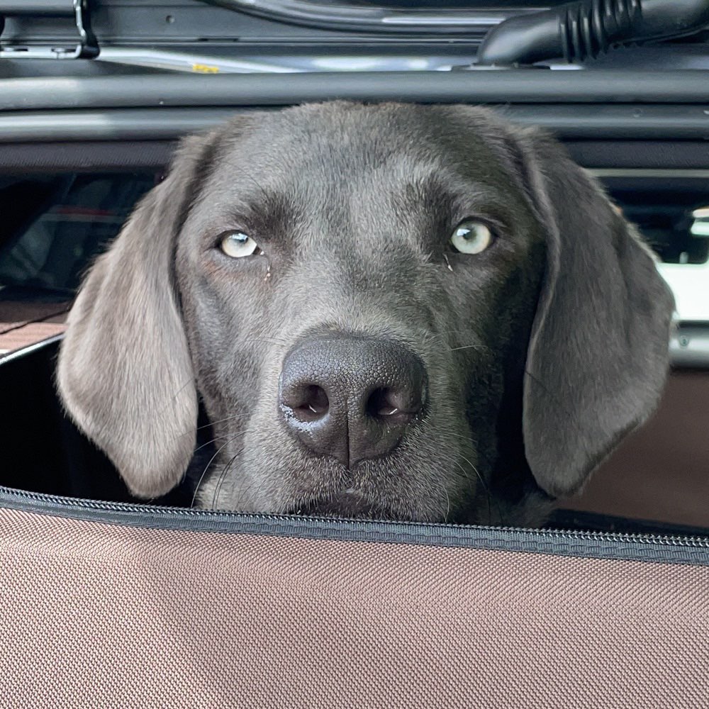 Hundetreffen-Spazieren gehen-Profilbild