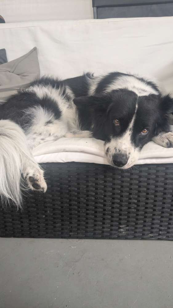 Hundetreffen-Trainingspartner gesucht-Profilbild