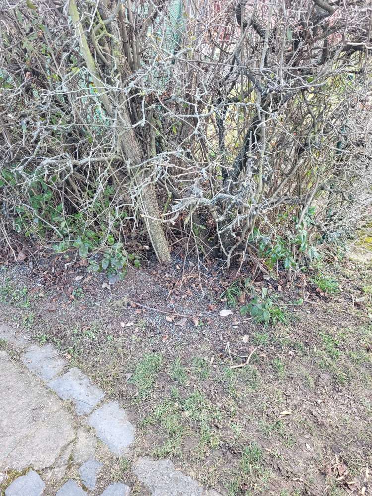 Giftköder-Blaukorn oder Schneckenkorn ausgestreut-Profilbild