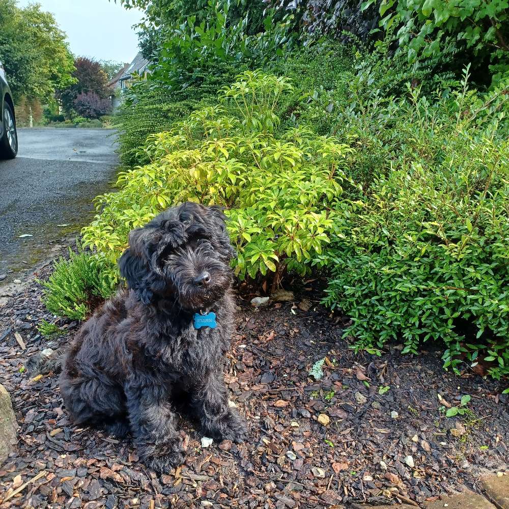 Hundetreffen-Gassi/ Spiel Treff-Profilbild