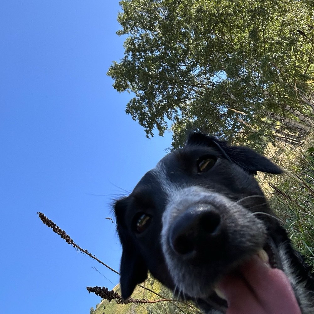 Hundetreffen-Playdate und ein bisschen Training Nähe Kampnagel/Stadtpark-Profilbild