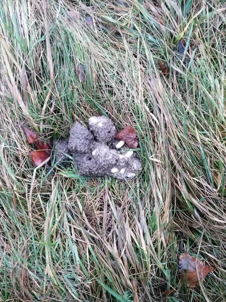 Giftköder-Giftköder-Profilbild