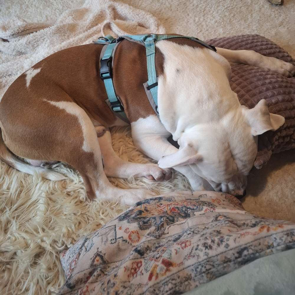 Hundetreffen-Hundefreunde und Spaziergänge-Profilbild