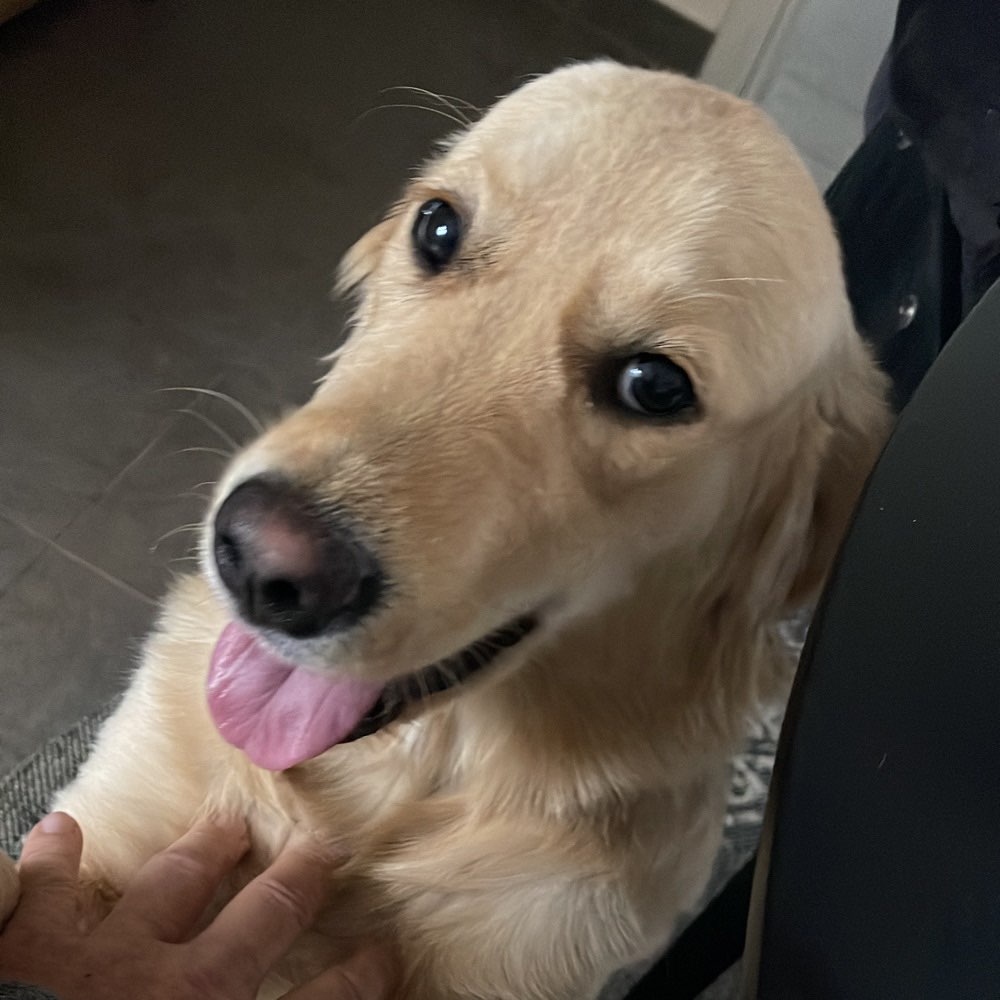 Hundetreffen-Wann… Wo… immer gerne-Profilbild