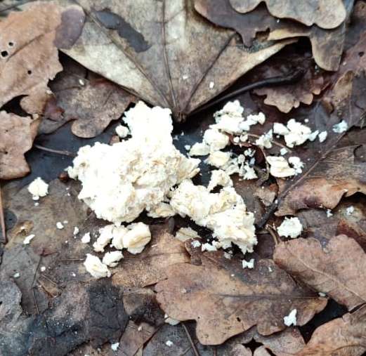 Giftköder-Giftköder-Profilbild