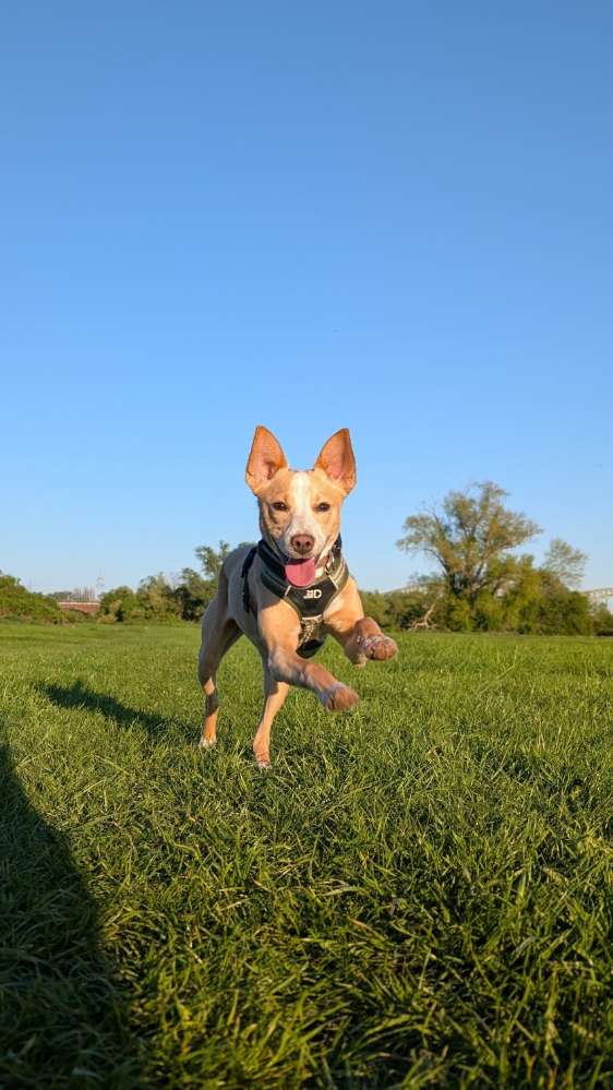 Hundetreffen-Gassirunden / Social Walk / Trainings-Profilbild