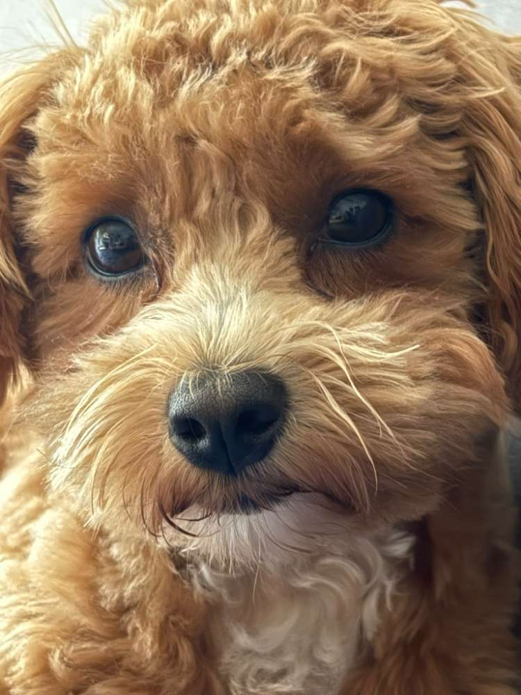 Hundetreffen-Kleine Hunde, Spiel- und Gassitreffen-Profilbild