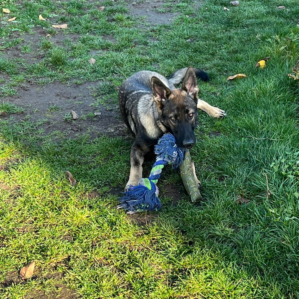 Hundetreffen-Gassi und Spielrunde / Übungspartner Hundebegegnung-Profilbild