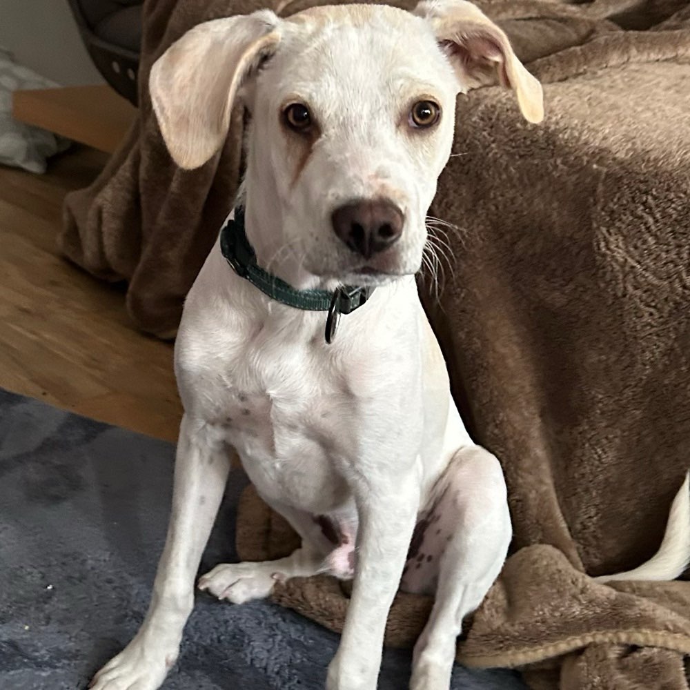 Hundetreffen-Spielkameraden und Social-Walk-Freunde gesucht 🐾-Profilbild