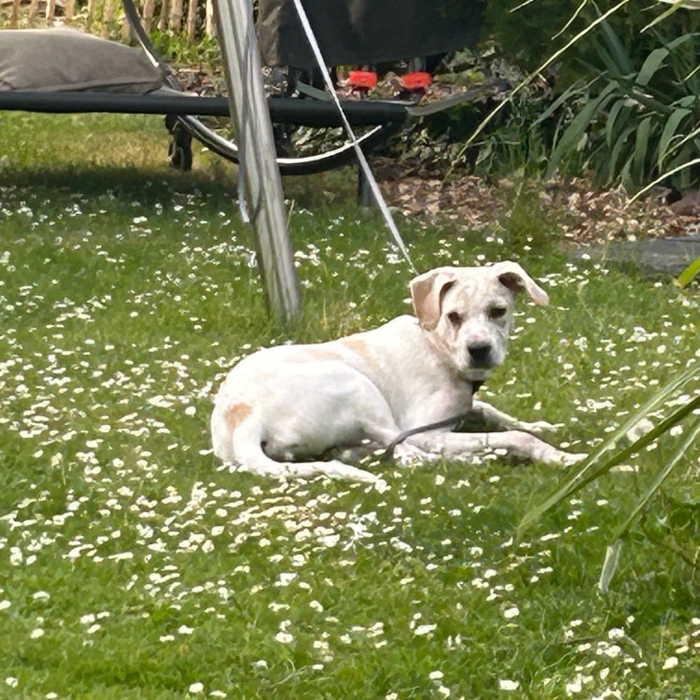 Hundetreffen-Spielkameraden und Social-Walk-Freunde gesucht 🐾-Profilbild