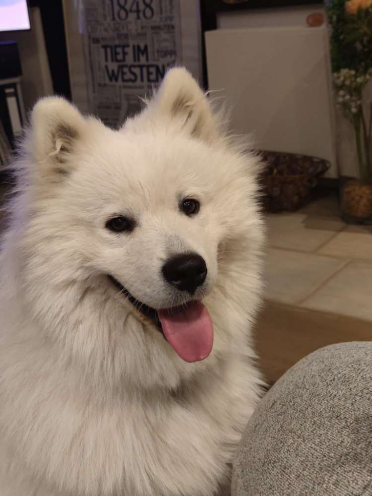 Hundetreffen-Auf der Suche nach Hundekumpel für Akiro, Spiel oder Spaziergang-Profilbild