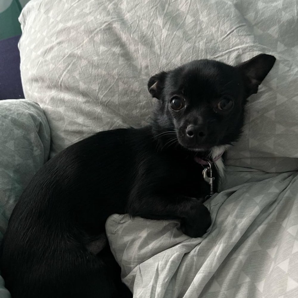 Hundetreffen-Gassirunden oder Hundepark-Profilbild