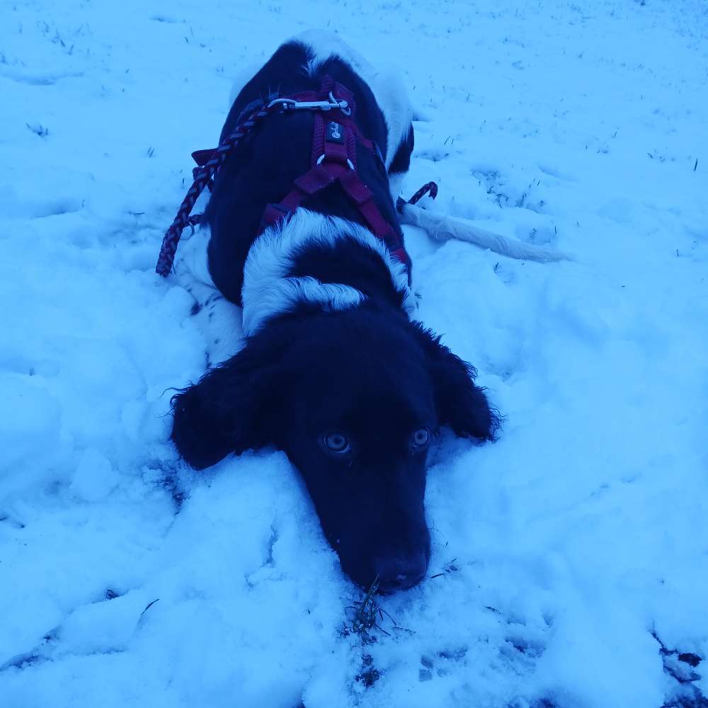 Hundetreffen-Welpe/Junghund zum Spielen/Gassi gehen gesucht-Profilbild