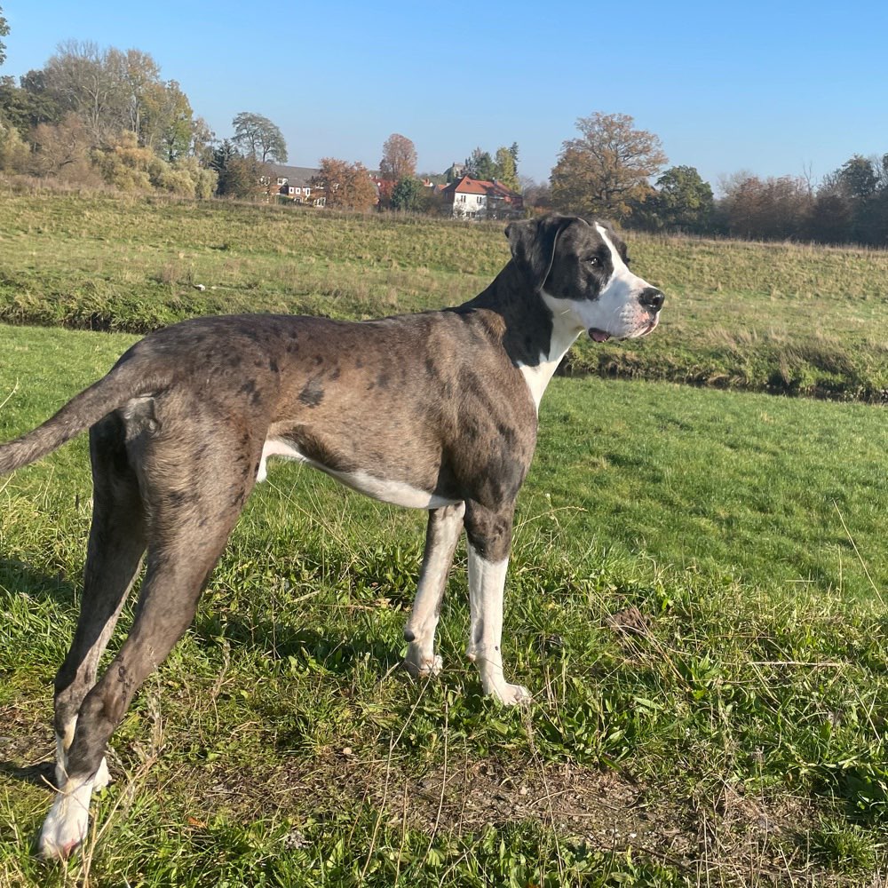 Hundetreffen-Freunde für Marvel-Profilbild